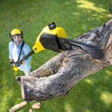 Best Hazardous Tree Removal  in Clewiston, FL